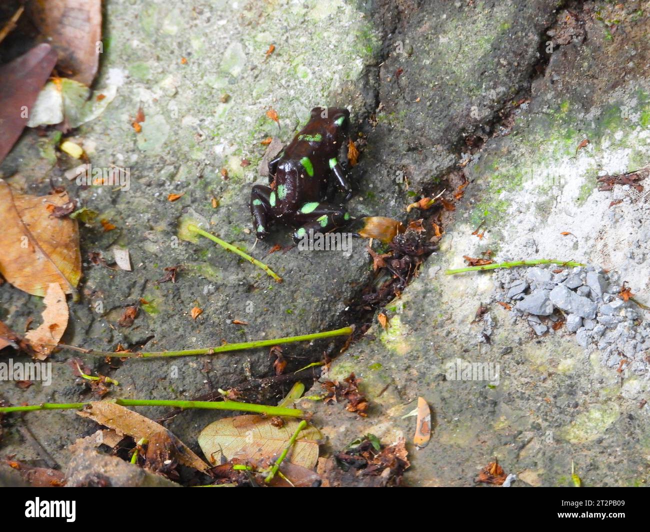 Green and Black Poison Dart Frog Banque D'Images