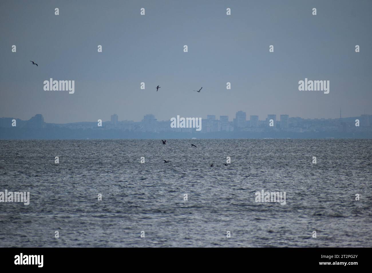 Vue aérienne d'un horizon rempli d'oiseaux au-dessus de la mer Banque D'Images