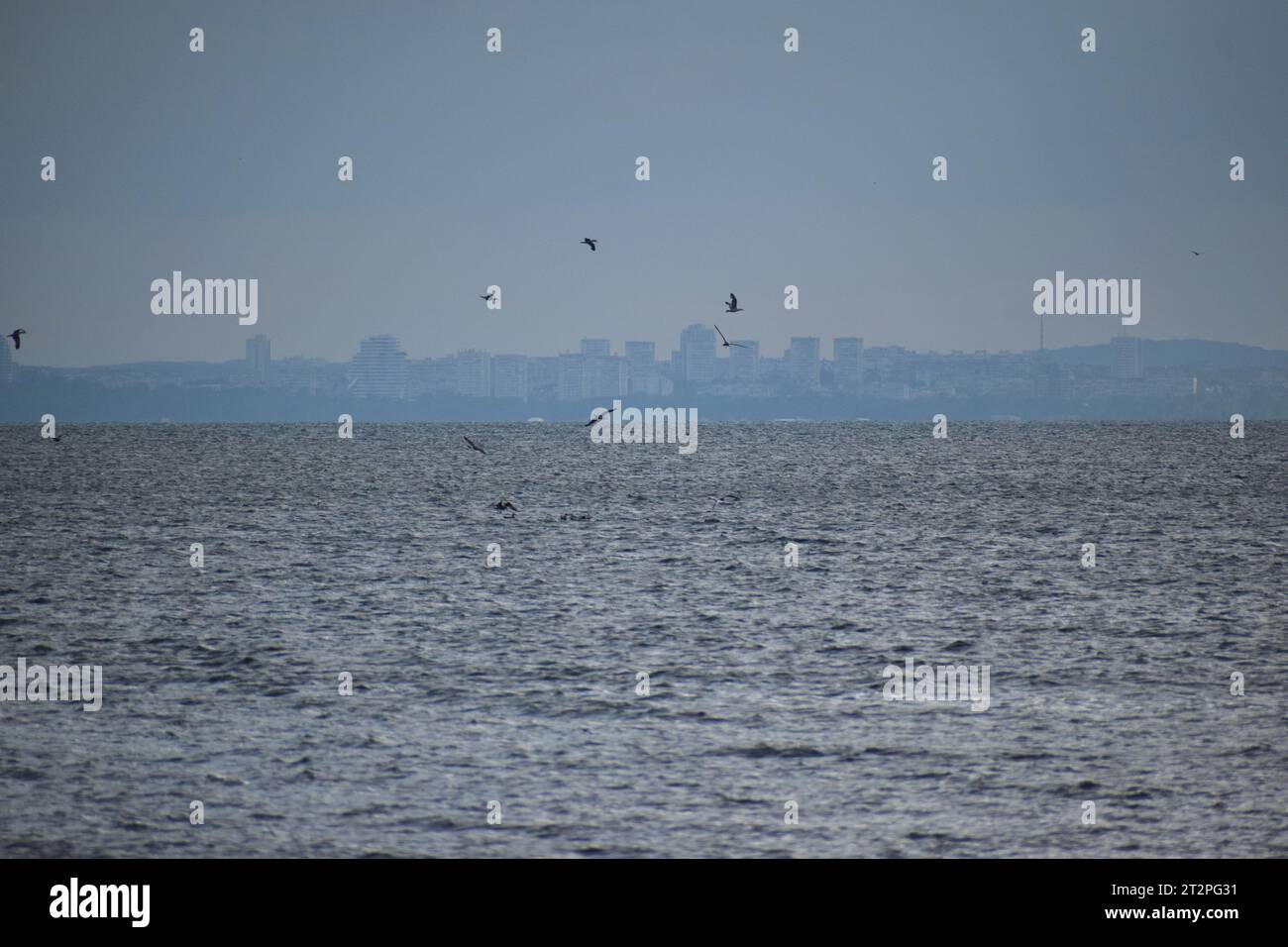 Un groupe d'oiseaux volant au-dessus de l'horizon de la mer Banque D'Images
