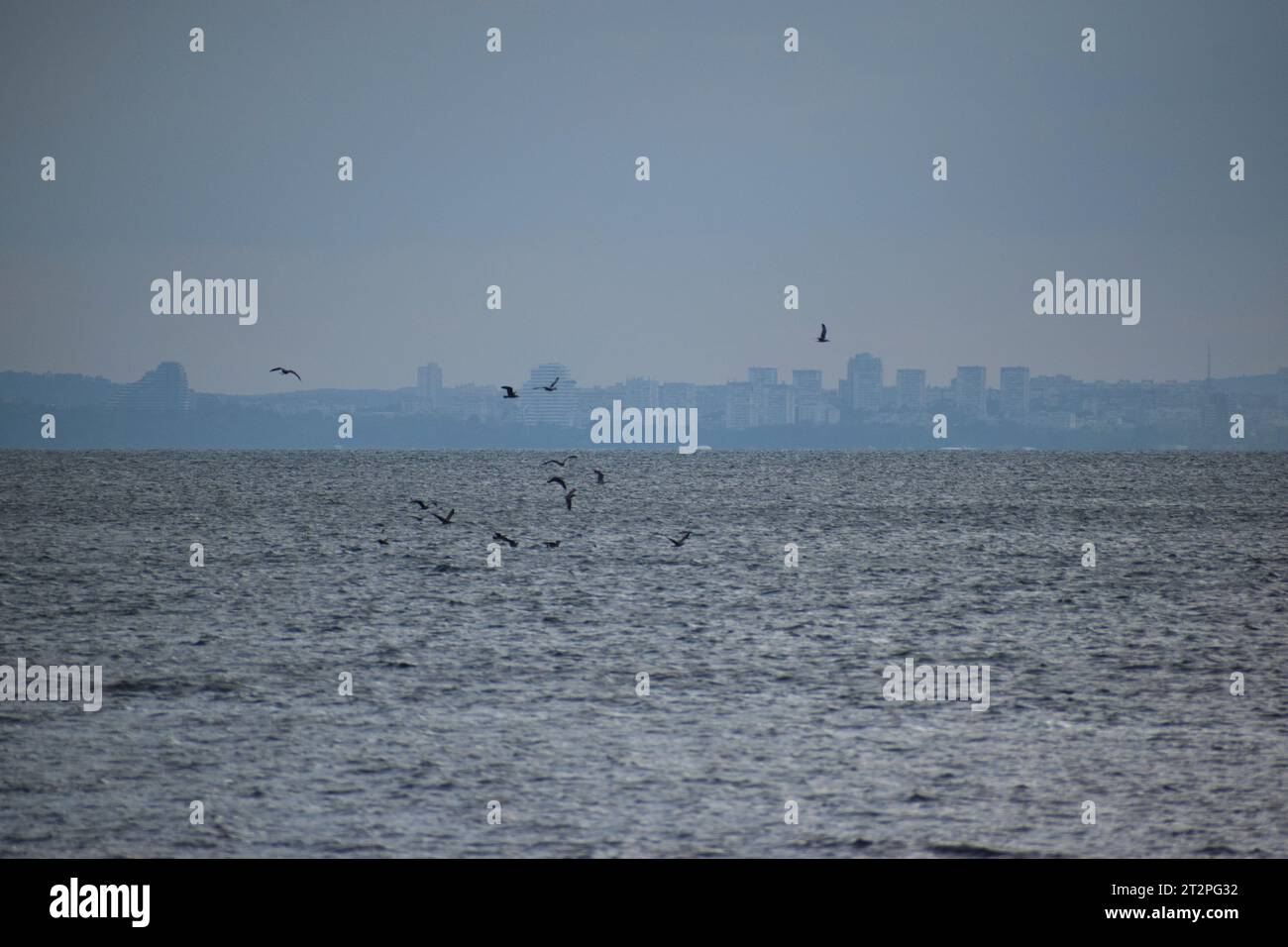 Un groupe d'oiseaux au bord du rivage, avec mer et ciel Banque D'Images