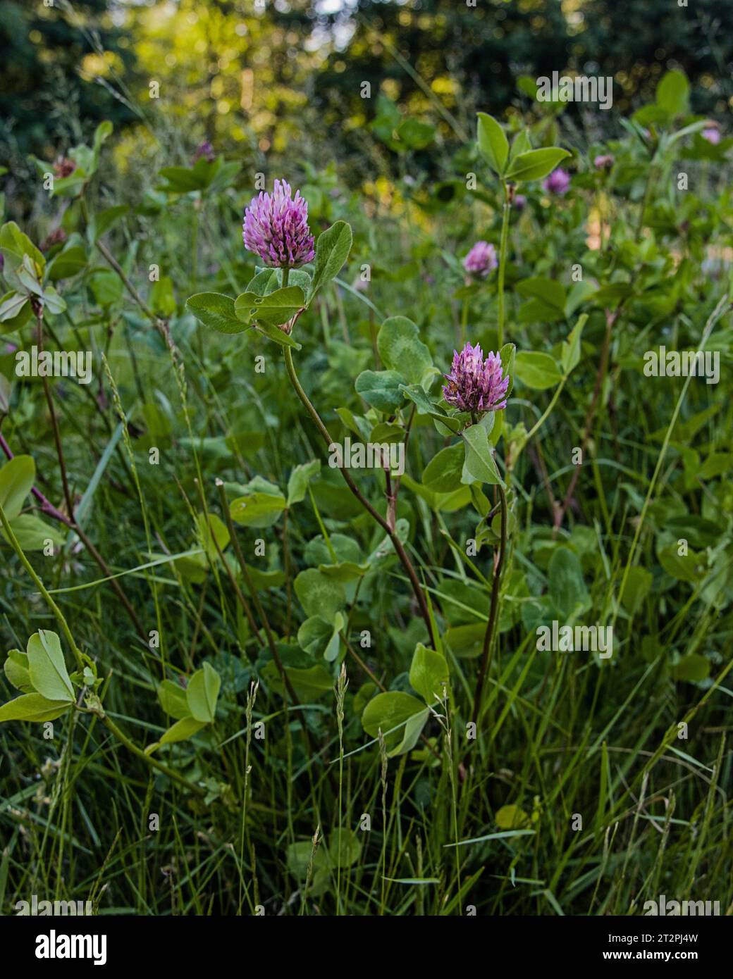 Le trèfle violet fleurit dans une prairie d'été Banque D'Images