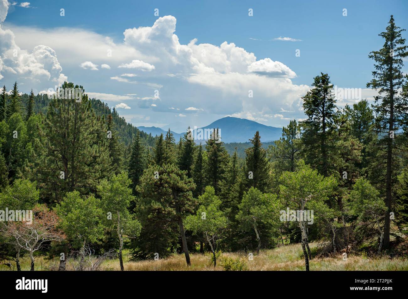 La vue vers le sud depuis un sentier dans le Staunton State Park du Colorado. La proéminence dans la distance est Green Mountain. Banque D'Images