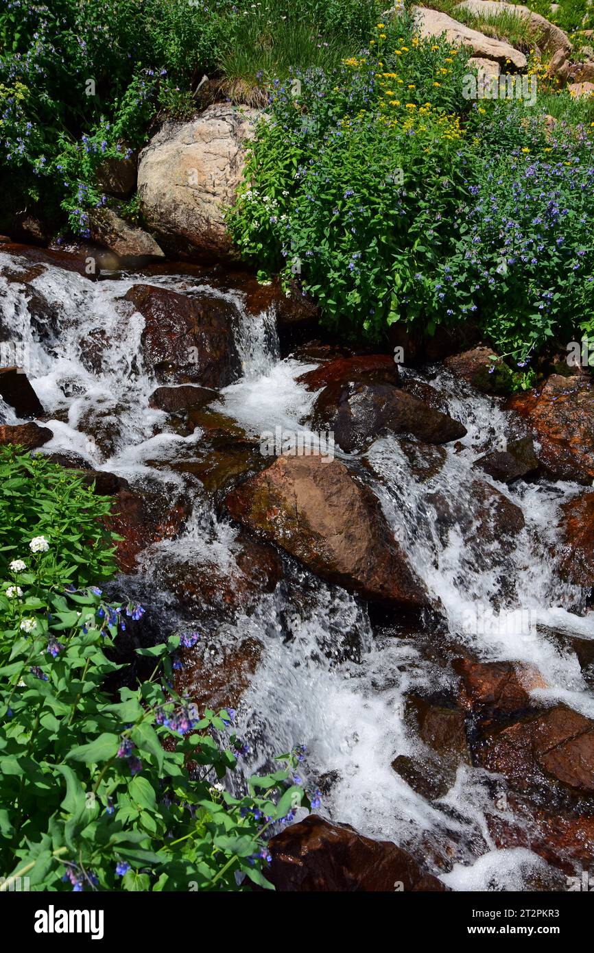 jolies fleurs sauvages à côté d'un ruisseau le long du sentier jusqu'au lac isabelle dans la région sauvage indian peaks, près du lac brainard, colorado Banque D'Images