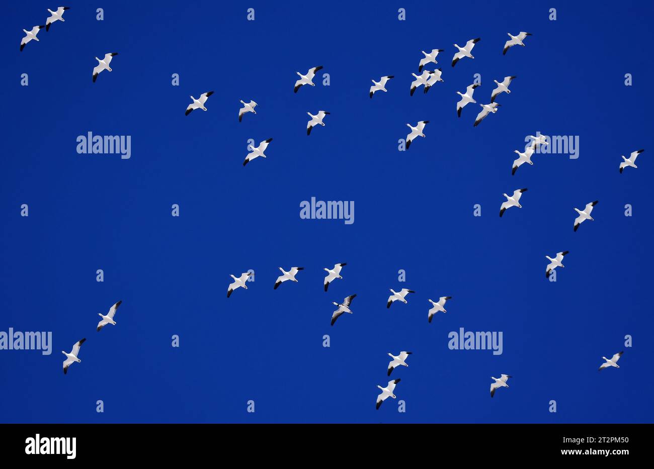 un troupeau d'oies blanches des neiges en vol contre un ciel d'hiver bleu profond dans le refuge faunique de l'état de bernardo près de socorro, nouveau mexique Banque D'Images