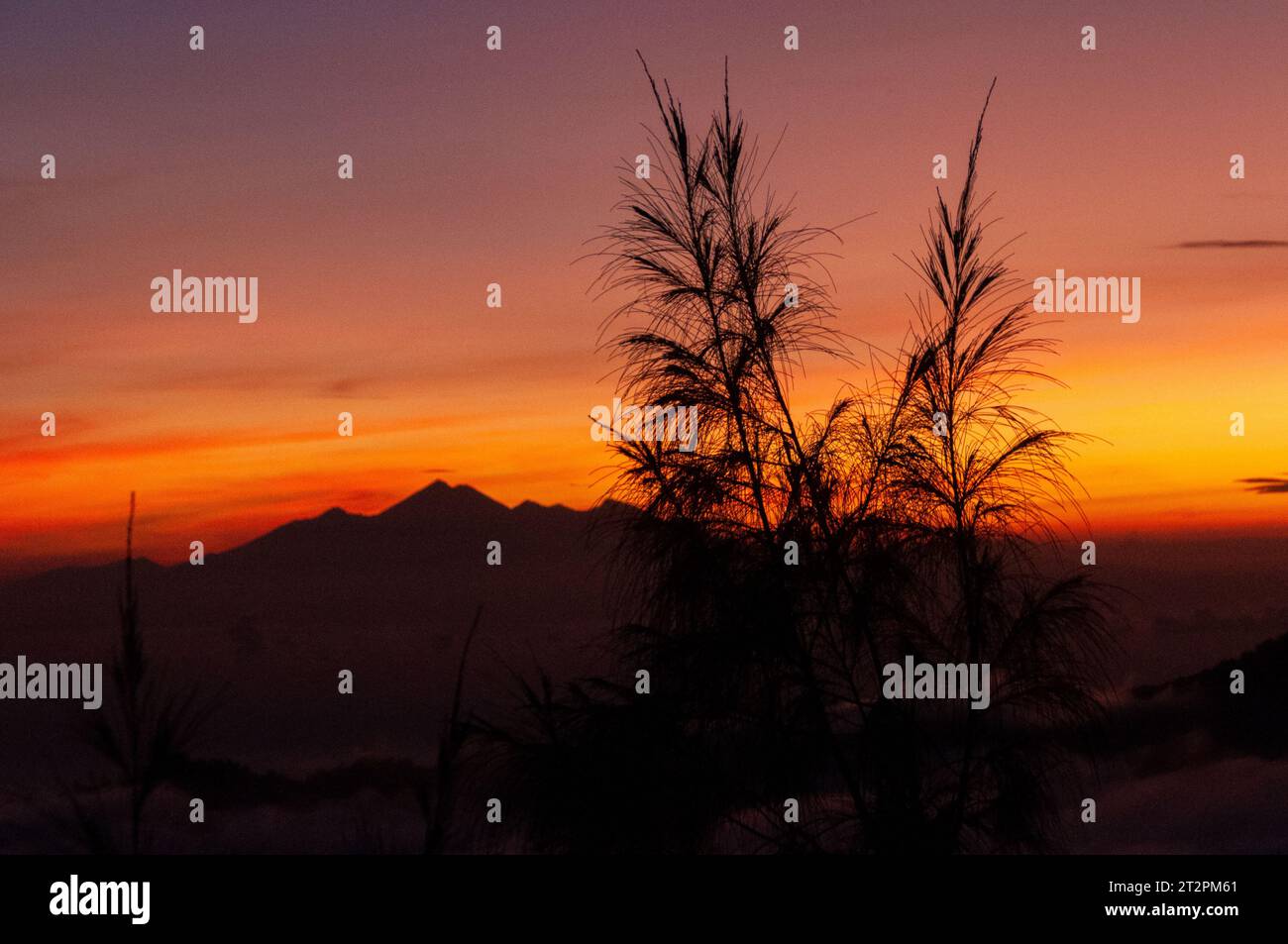 Lever de soleil pris du mont Batur, avec le mont Abang et le mont Agung en arrière-plan et les plantes au premier plan Banque D'Images
