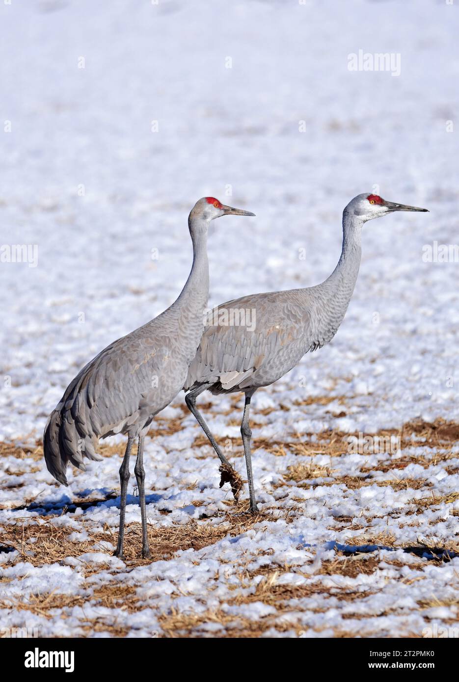 paire de grues de sable dans la neige dans un champ de maïs dans leur habitat d'hiver du refuge faunique de l'état bernardo, près de socorro, nouveau mexique Banque D'Images