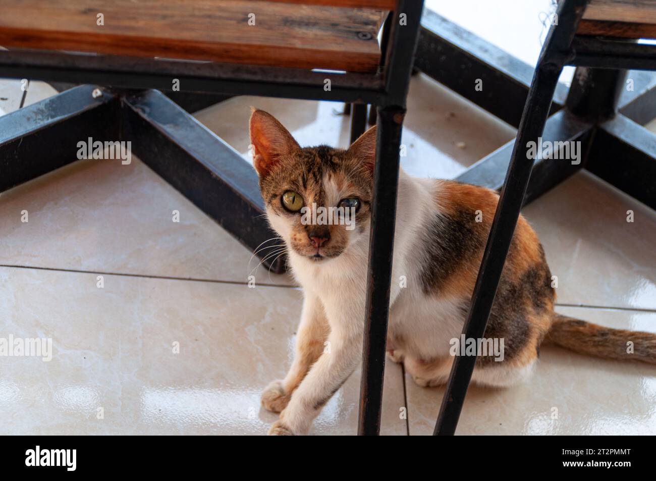 Chat de rue crawny sous une chaise dans un restaurant de restauration rapide Banque D'Images Chat de rue crawny sous une chaise dans un restaurant de restauration rapide Banque D'Images