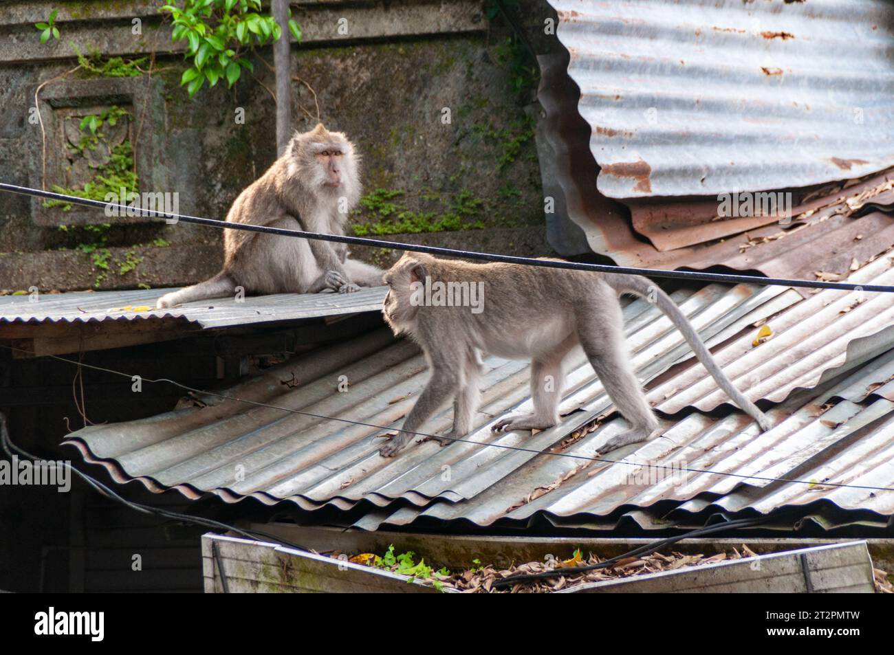 Singes se détendant et se refroidissant sur les toits en acier ondulé près de la forêt des singes d'Ubud. Banque D'Images