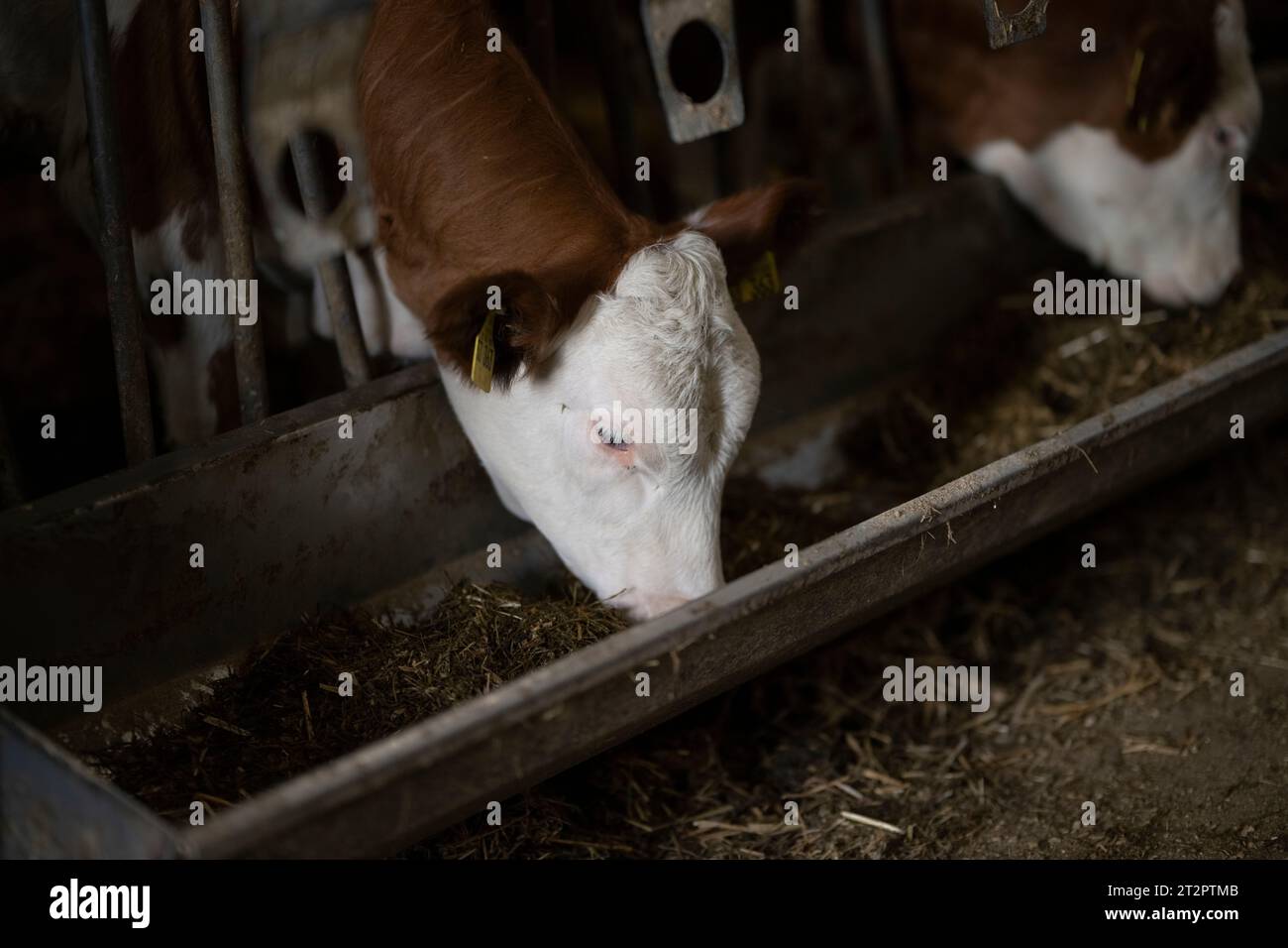 , Food, Deutschland, 20.10.2023, Milchkühe verbringen oft einen Großteil ihres Lebens in Ställen, UM optimal gefüttert und gemolken zu werden. Ein gu Banque D'Images