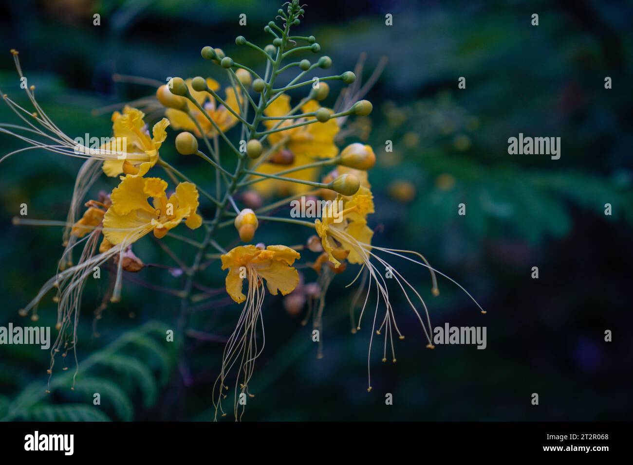 fleur jaune de paon, vue de près d'une perspective macro. Banque D'Images