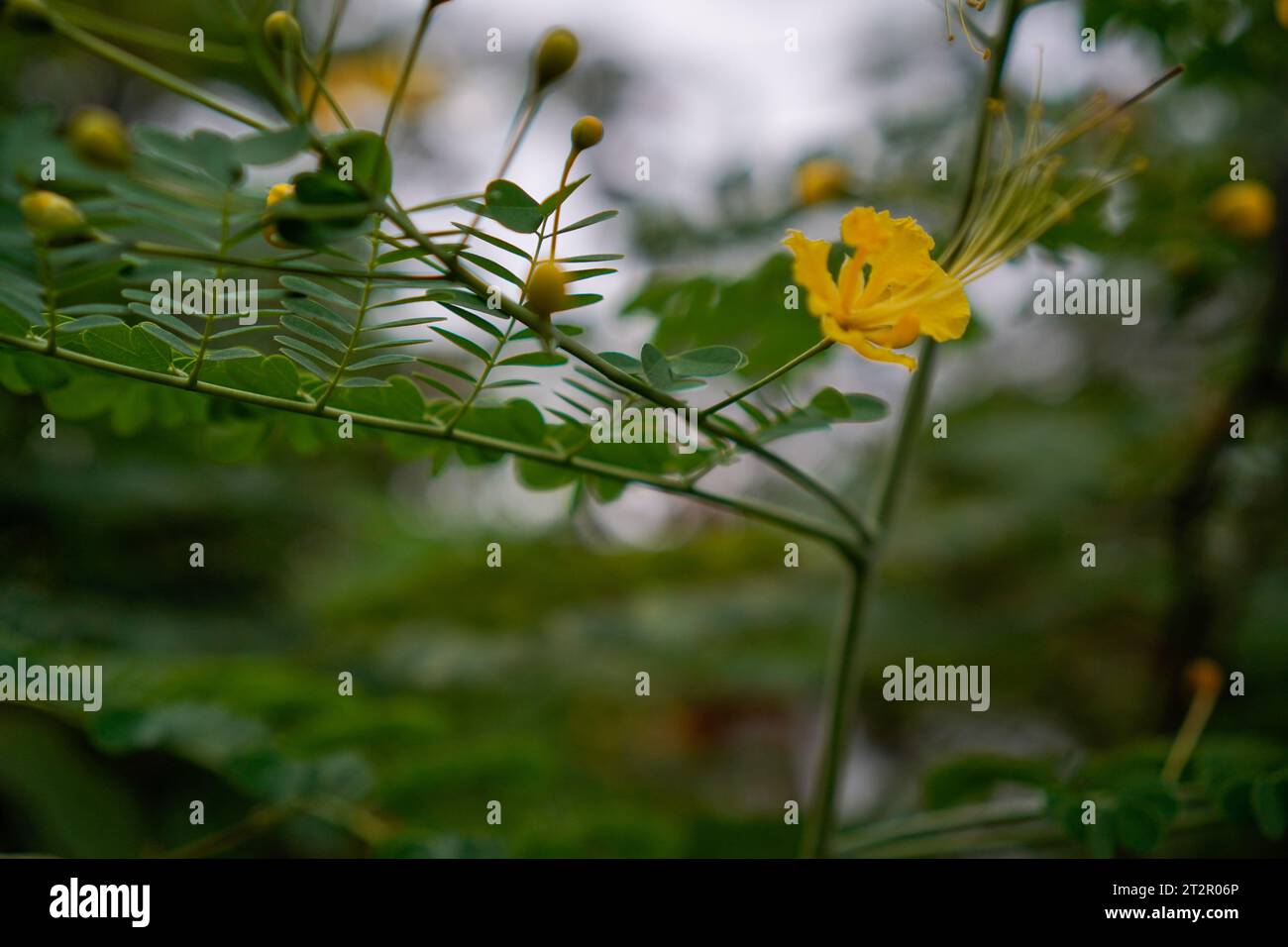 fleur jaune de paon, vue de près d'une perspective macro. Banque D'Images