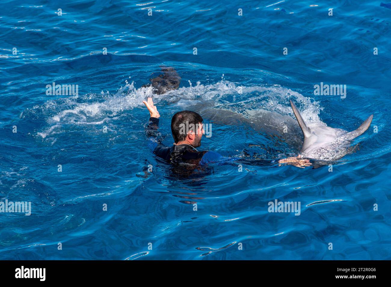 Les dauphins et ses instructeurs effectuent quelques acrobaties. Les animaux montrent la présentation dans l'eau bleue dans l'aquarium. Banque D'Images