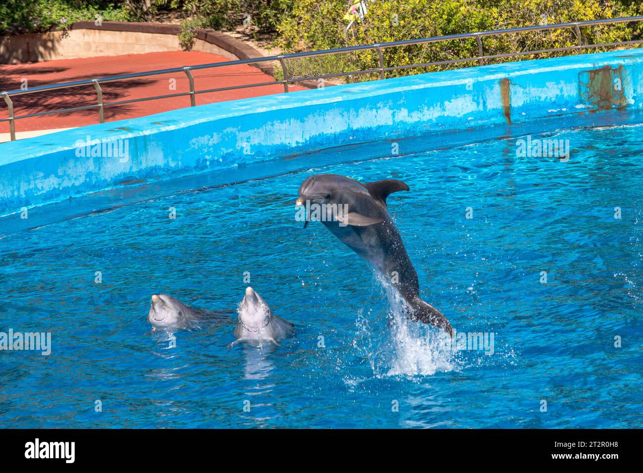 Un groupe de grands dauphins effectuant des sauts acrobatiques. Les animaux montrent la présentation dans l'eau bleue dans l'aquarium. Spectacle de beaux sauts dans une piscine Banque D'Images