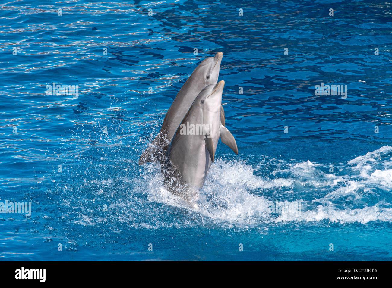 Un groupe de grands dauphins effectuant des sauts acrobatiques. Les animaux montrent la présentation dans l'eau bleue dans l'aquarium. Spectacle de beaux sauts dans une piscine Banque D'Images