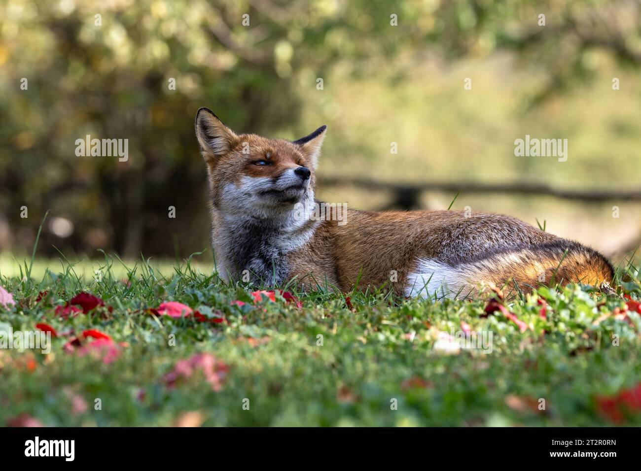 Le renard roux et les nuances de l'automne Banque D'Images