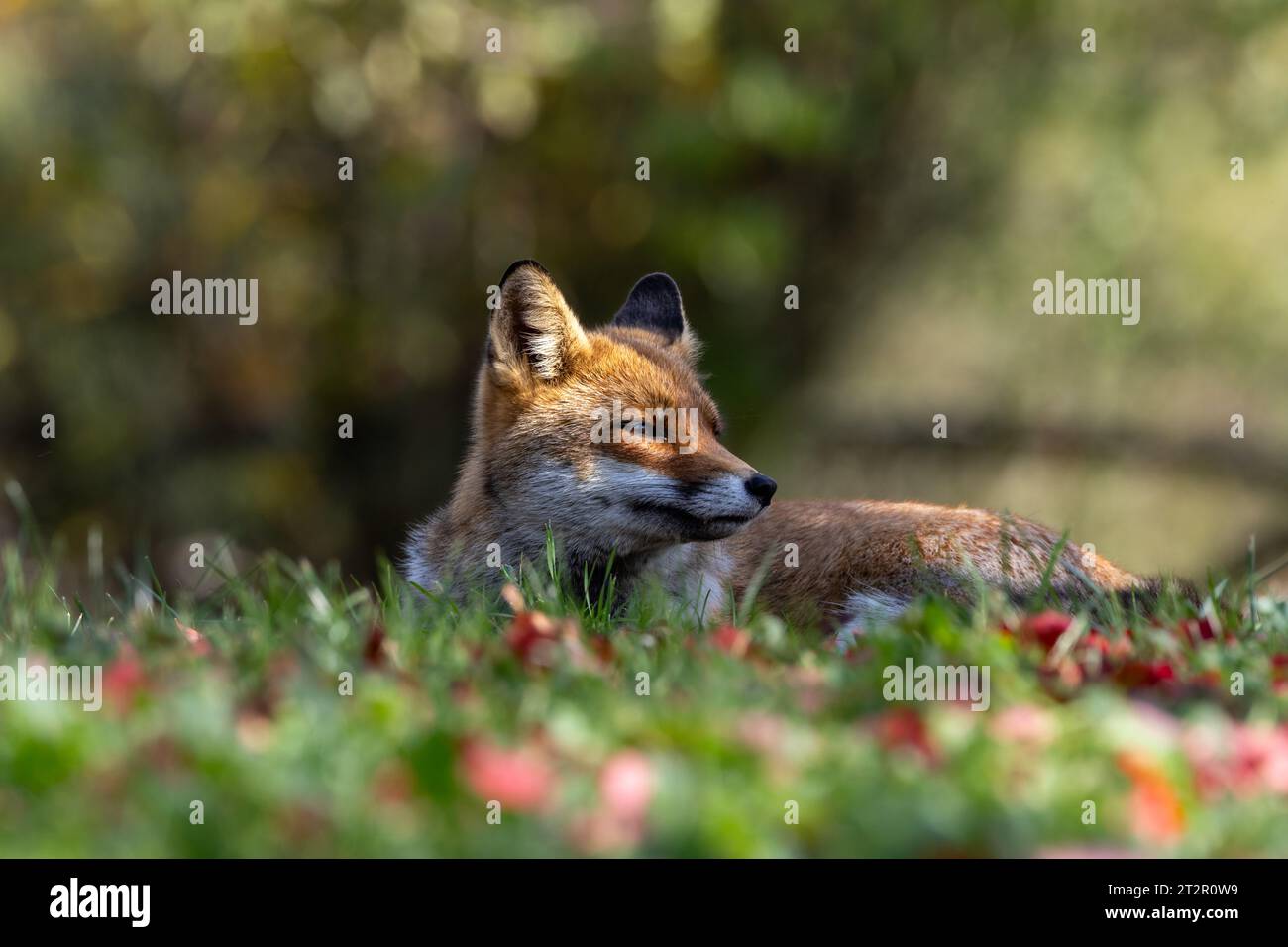 Le renard roux et les nuances de l'automne Banque D'Images