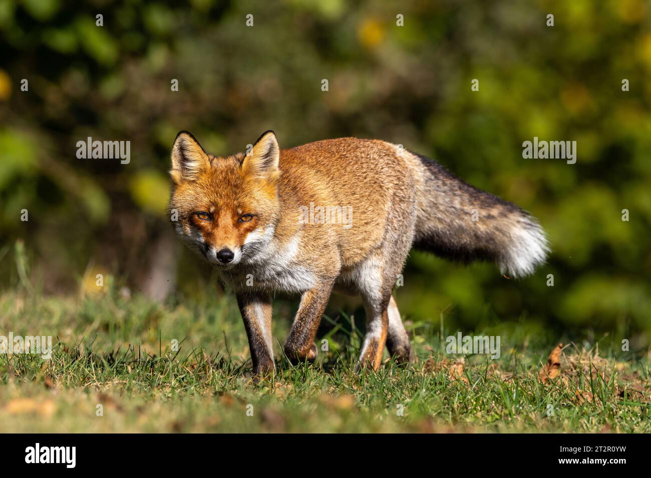 Le renard roux et les nuances de l'automne Banque D'Images