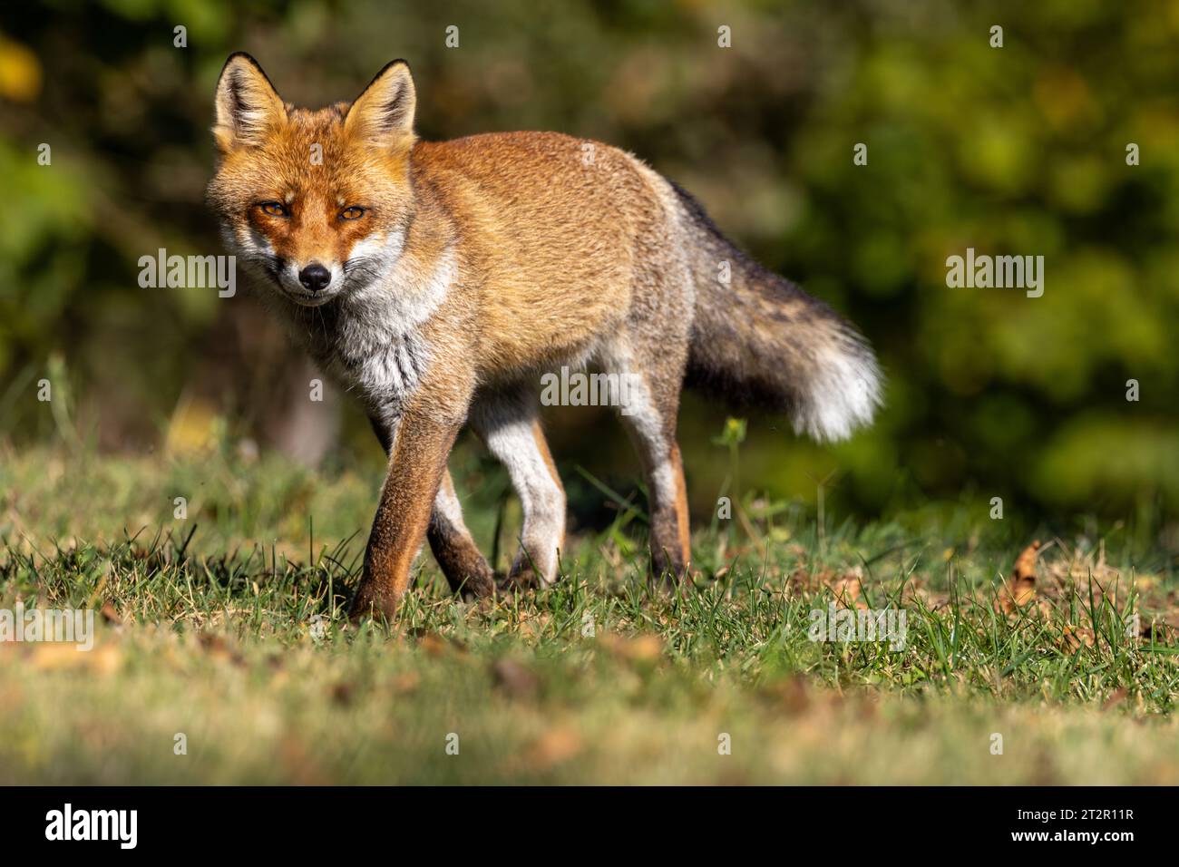 Le renard roux et les nuances de l'automne Banque D'Images