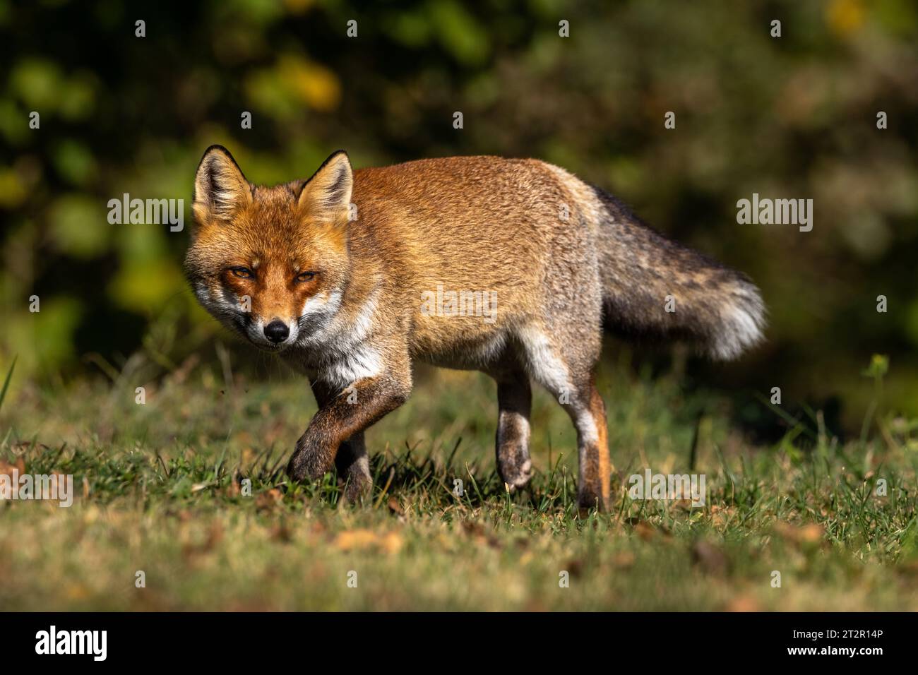 Le renard roux et les nuances de l'automne Banque D'Images