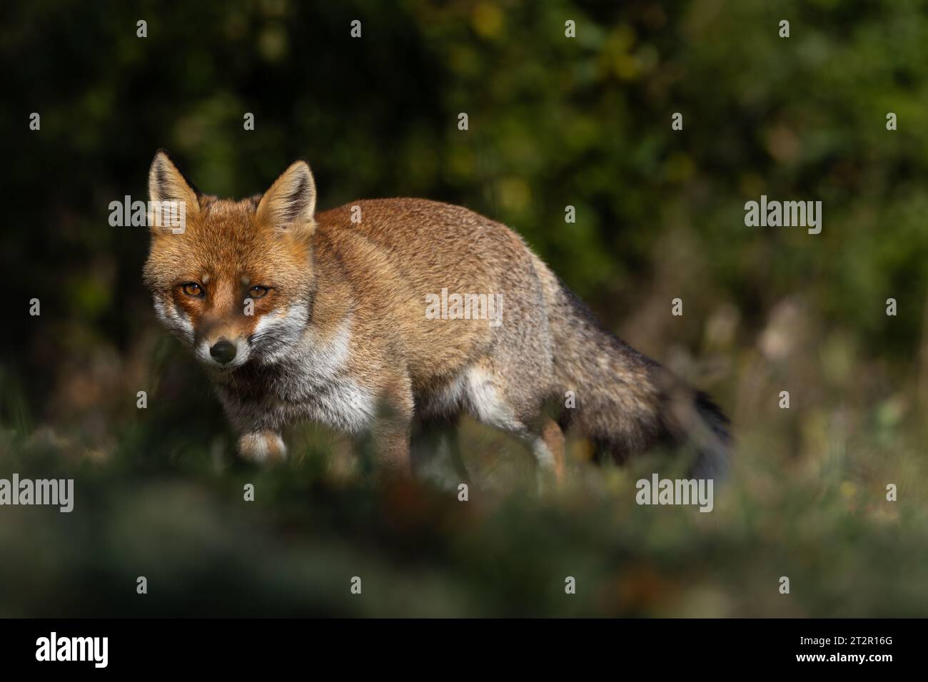 Le renard roux et les nuances de l'automne Banque D'Images