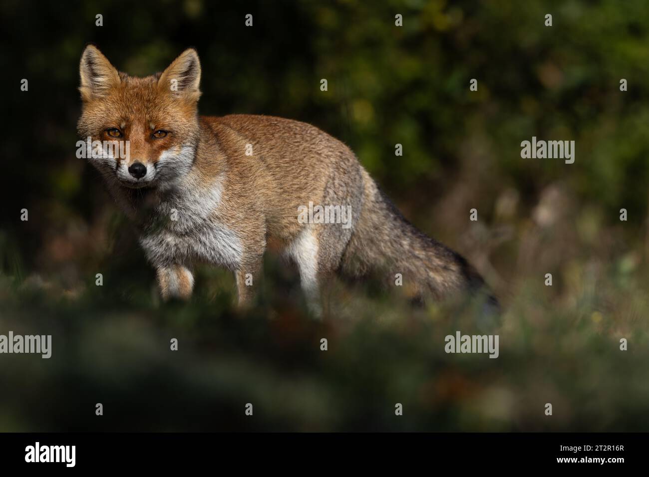 Le renard roux et les nuances de l'automne Banque D'Images