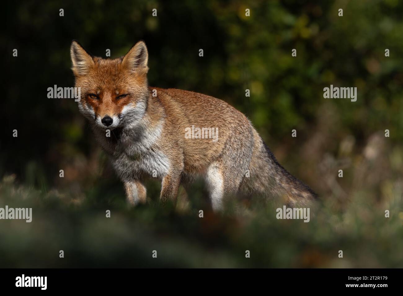 Le renard roux et les nuances de l'automne Banque D'Images