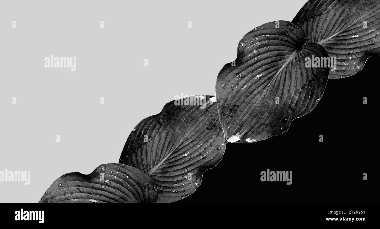 Une combinaison de grands fragments de feuilles de plantes Hosta sur un fond monochrome. Noir et blanc. Composition minimale. Papier peint exclusif. Espace de copie Banque D'Images
