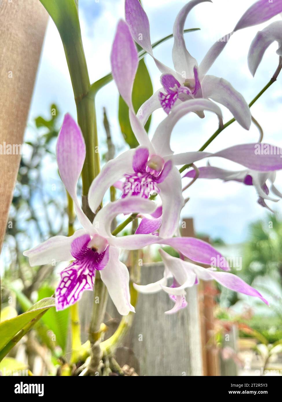 La magnifique orchidée violette fleurit en pleine fleur sur une branche incurvée, contre des arbres verts luxuriants Banque D'Images