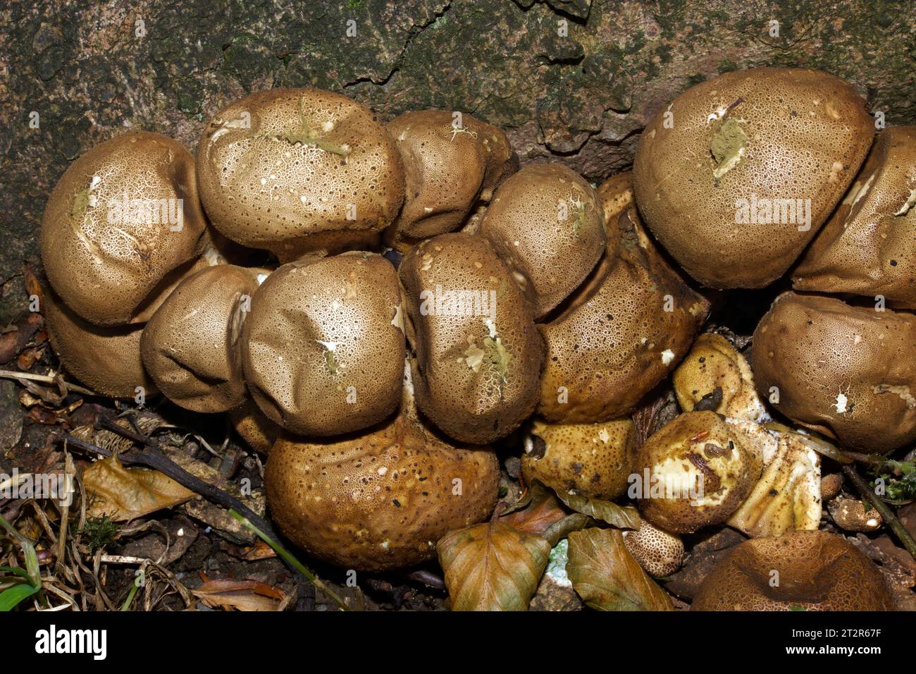 Apioperdon pyriforme est un champignon que l'on trouve sur les grumes en décomposition de bois caduques et de conifères. Il se produit dans une grande partie du monde. Banque D'Images