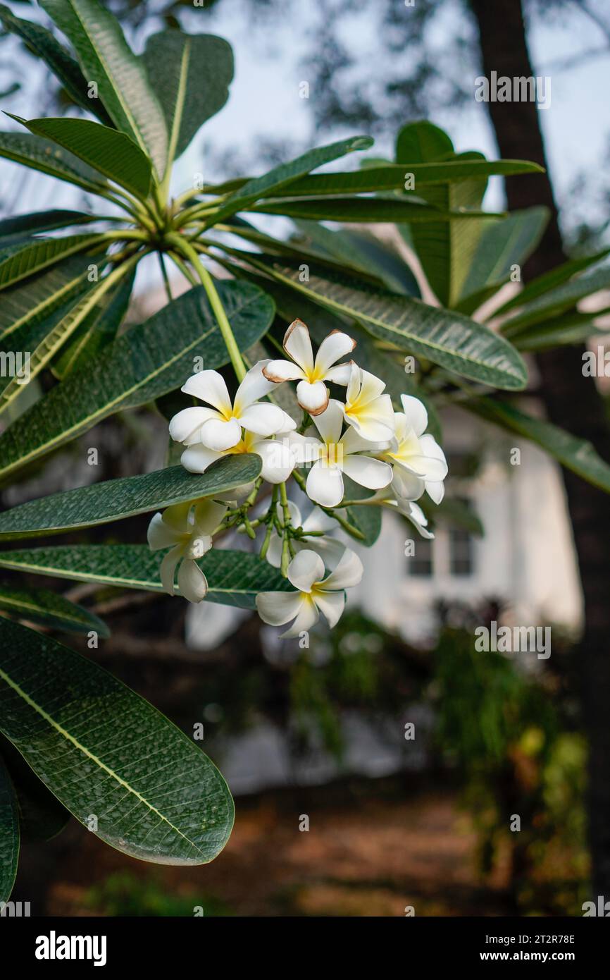 Fleurs de frangipanier blanches, vues de près sur un fond flou. Banque D'Images