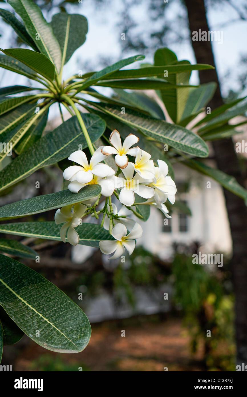 Fleurs de frangipanier blanches, vues de près sur un fond flou. Banque D'Images