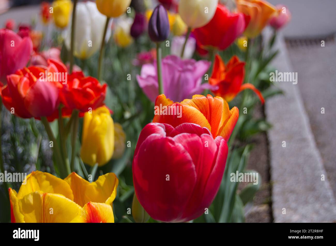 Tulpenbeet Banque D'Images