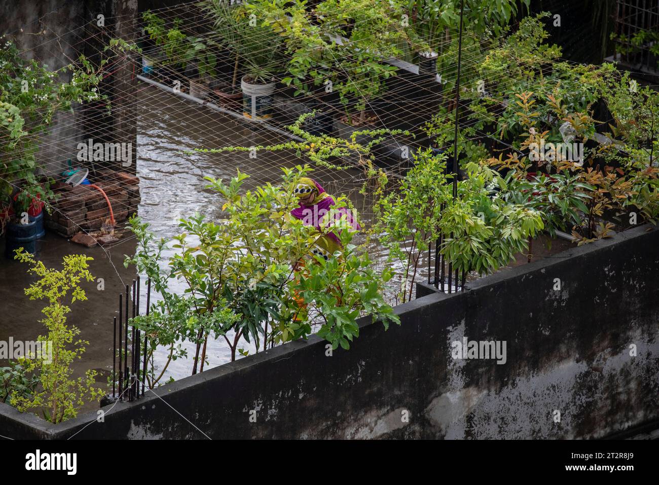 Une femme s'occupe de son jardin sur le toit à Dhaka, au Bangladesh, nourrissant la verdure au milieu des flaques laissées par les fortes précipitations. Banque D'Images