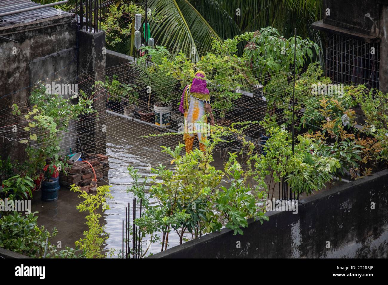 Une femme s'occupe de son jardin sur le toit à Dhaka, au Bangladesh, nourrissant la verdure au milieu des flaques laissées par les fortes précipitations. Banque D'Images