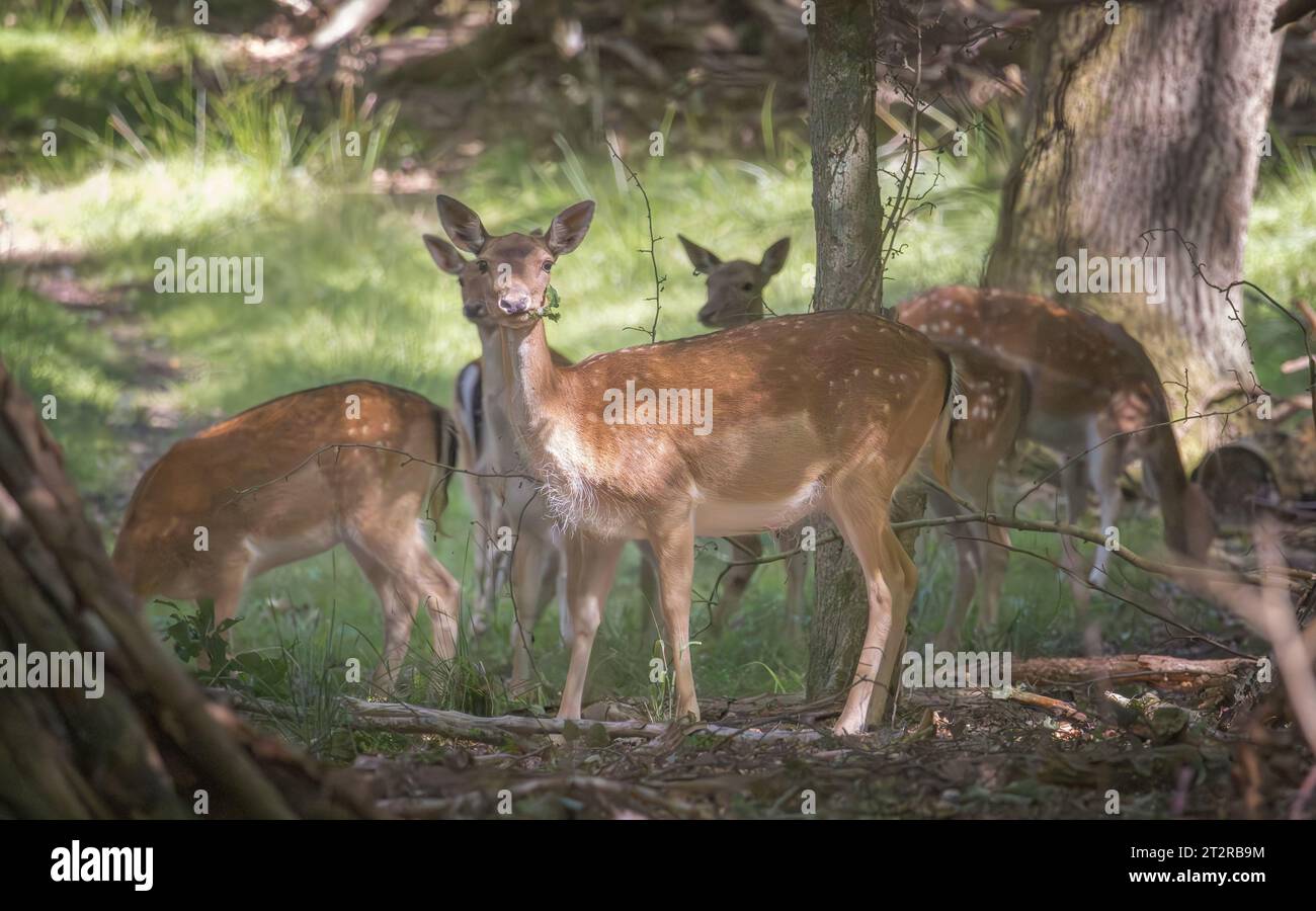 Groupe de cerfs à Dyrehaven, au nord de Copenhague, Danemark Banque D'Images