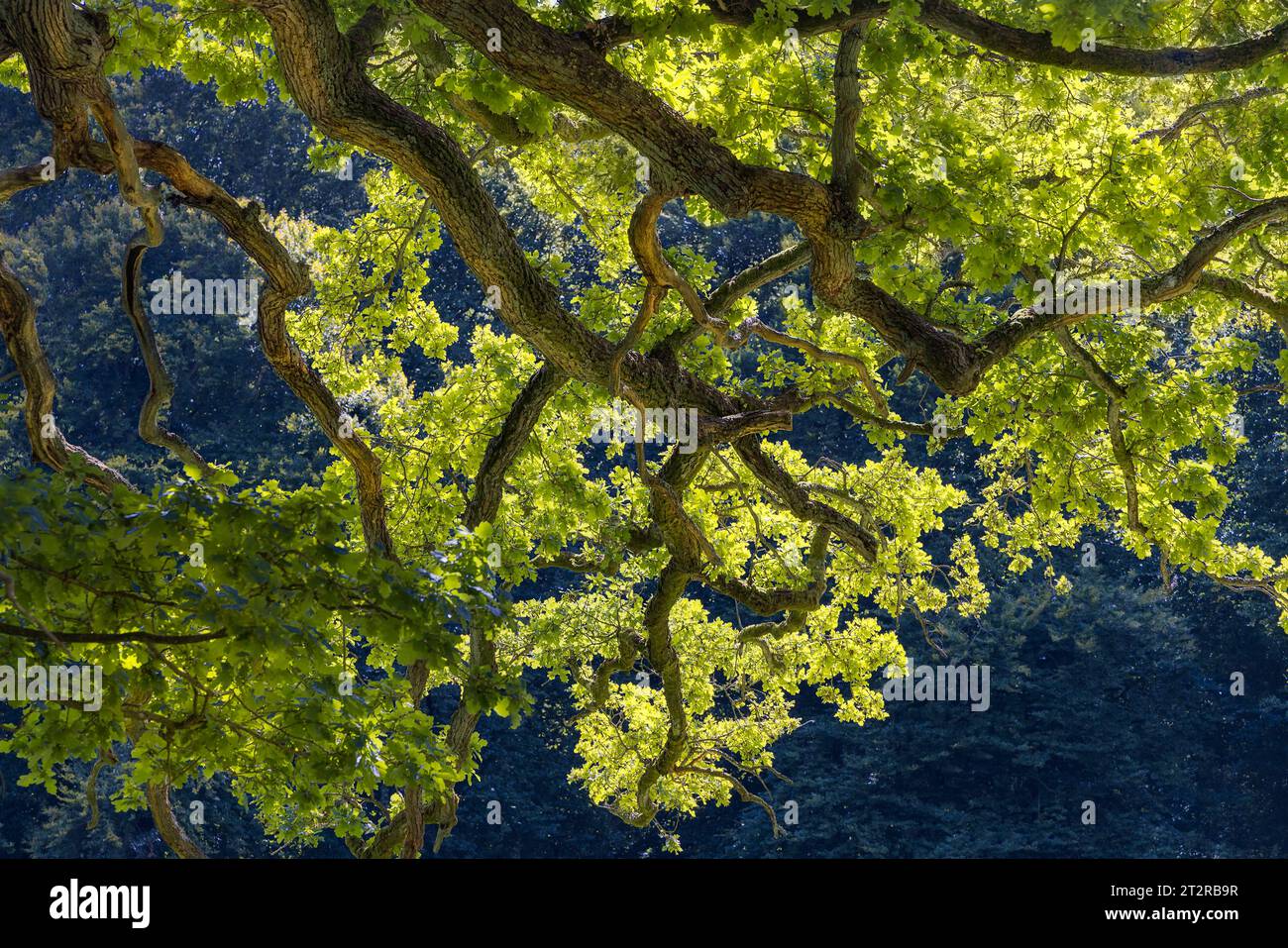 Belles feuilles jaunes sur une branche d'arbre verte, baignées de soleil. Banque D'Images