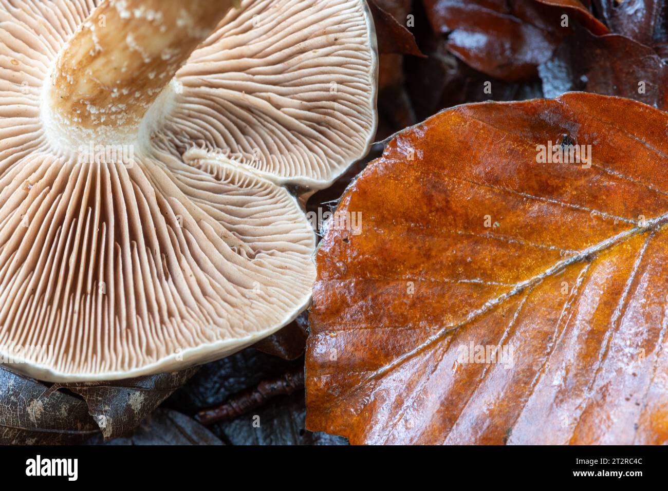 Un champignon à gouffre de champignon à grillage champignon sur le sol boisé avec une feuille de hêtre brun en automne ou à l'automne Banque D'Images