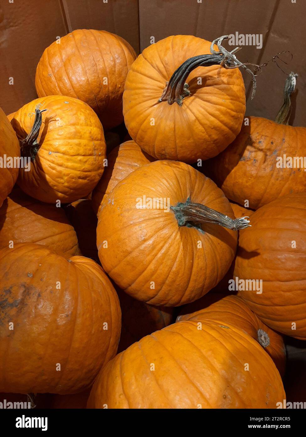 Bucarest, Roumanie - 14 octobre 2023 : grandes citrouilles oranges à vendre stockées dans une grande boîte en carton. Banque D'Images