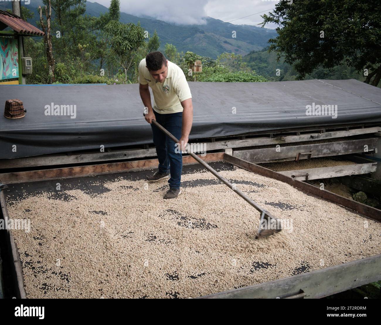 Ouvrier ratissant des grains de café, ferme de café, Valle de Corcora, Colombie Banque D'Images