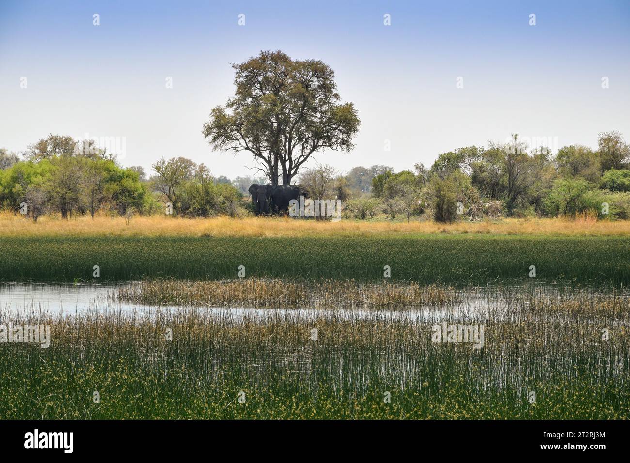 Paysage au Delta de l'Okavango Banque D'Images