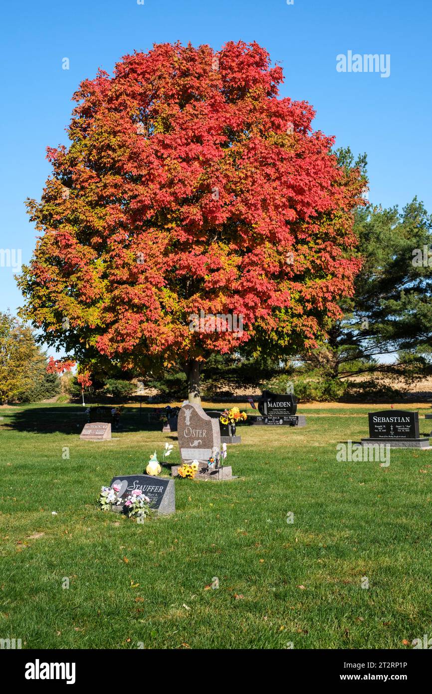 Érable rouge dans le feuillage d'automne dans un cimetière catholique américain, St. Ann Church, long Grove, Iowa, États-Unis. Banque D'Images