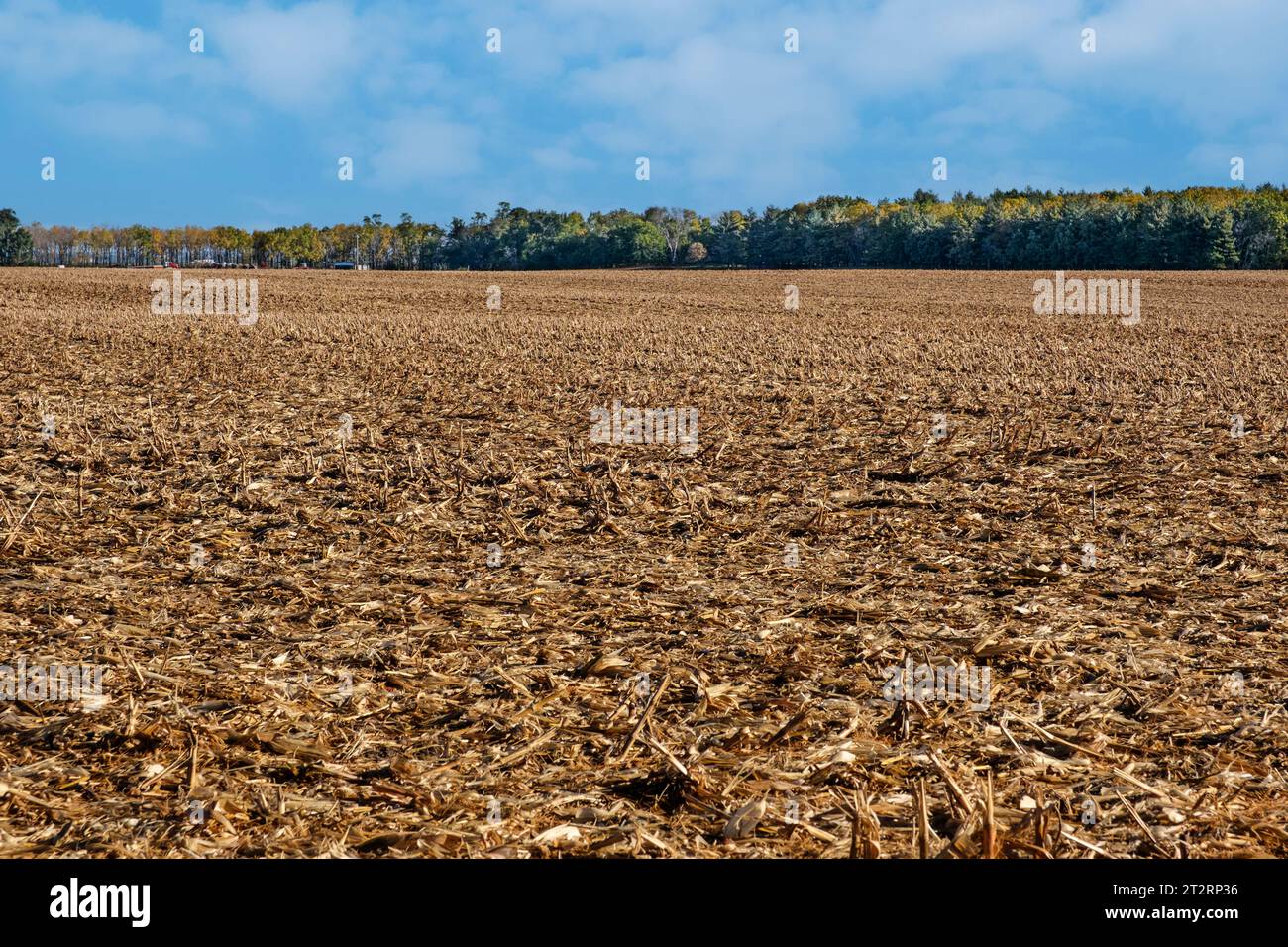 Iowa Cornfield After Fall Harvest, long Grove, Iowa, États-Unis. Banque D'Images