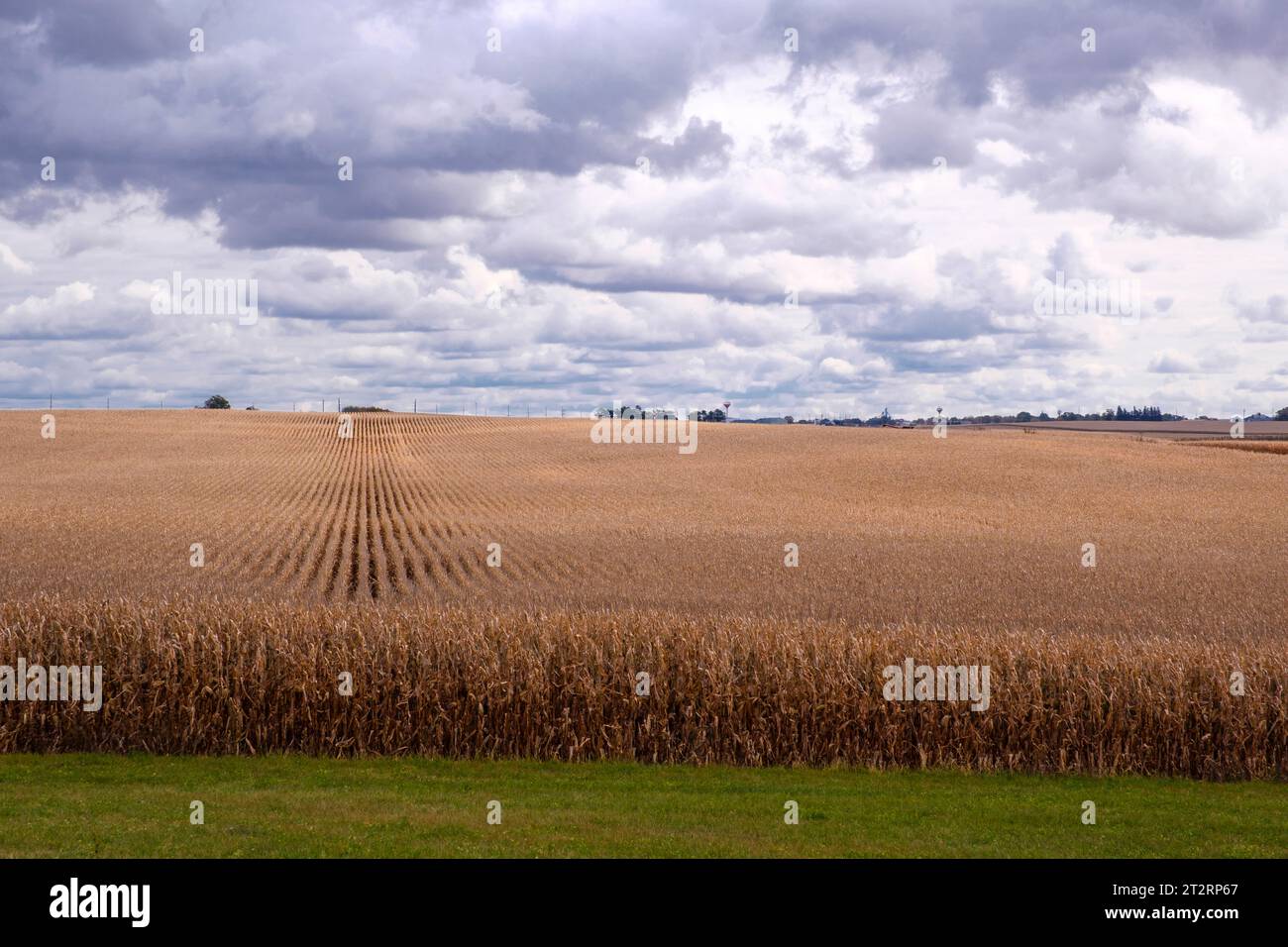 Iowa Cornfield prêt pour la récolte, Dyersville, Iowa, États-Unis. Banque D'Images