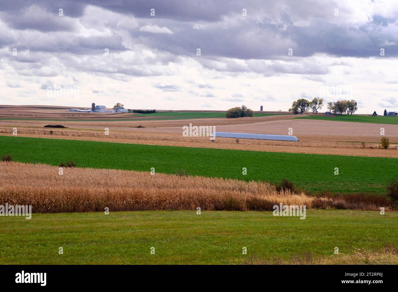 Iowa Cornfield prêt pour la récolte (premier plan) et récolté (arrière-plan), Dyersville, Iowa, États-Unis. Banque D'Images