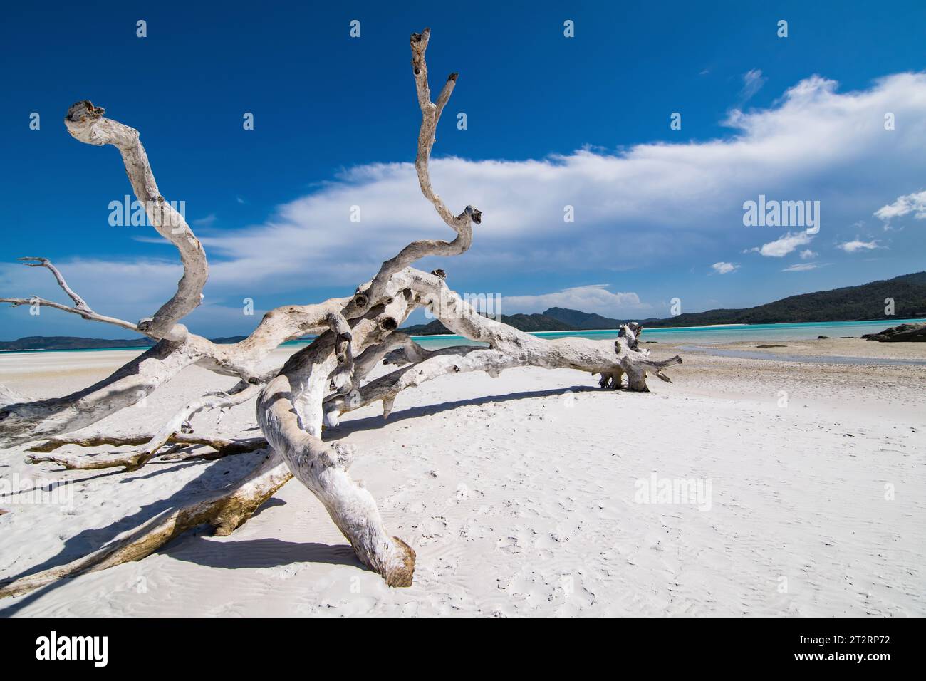 Arbre à Whitehaven Beach Banque D'Images
