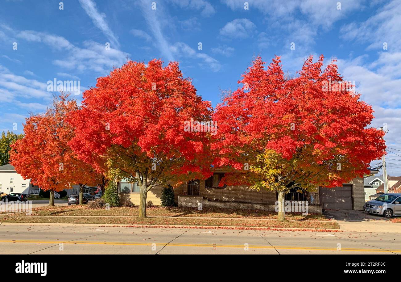 Dyersville, Iowa, États-Unis. Couleur d'automne dans les arbres d'érable rouge. Banque D'Images