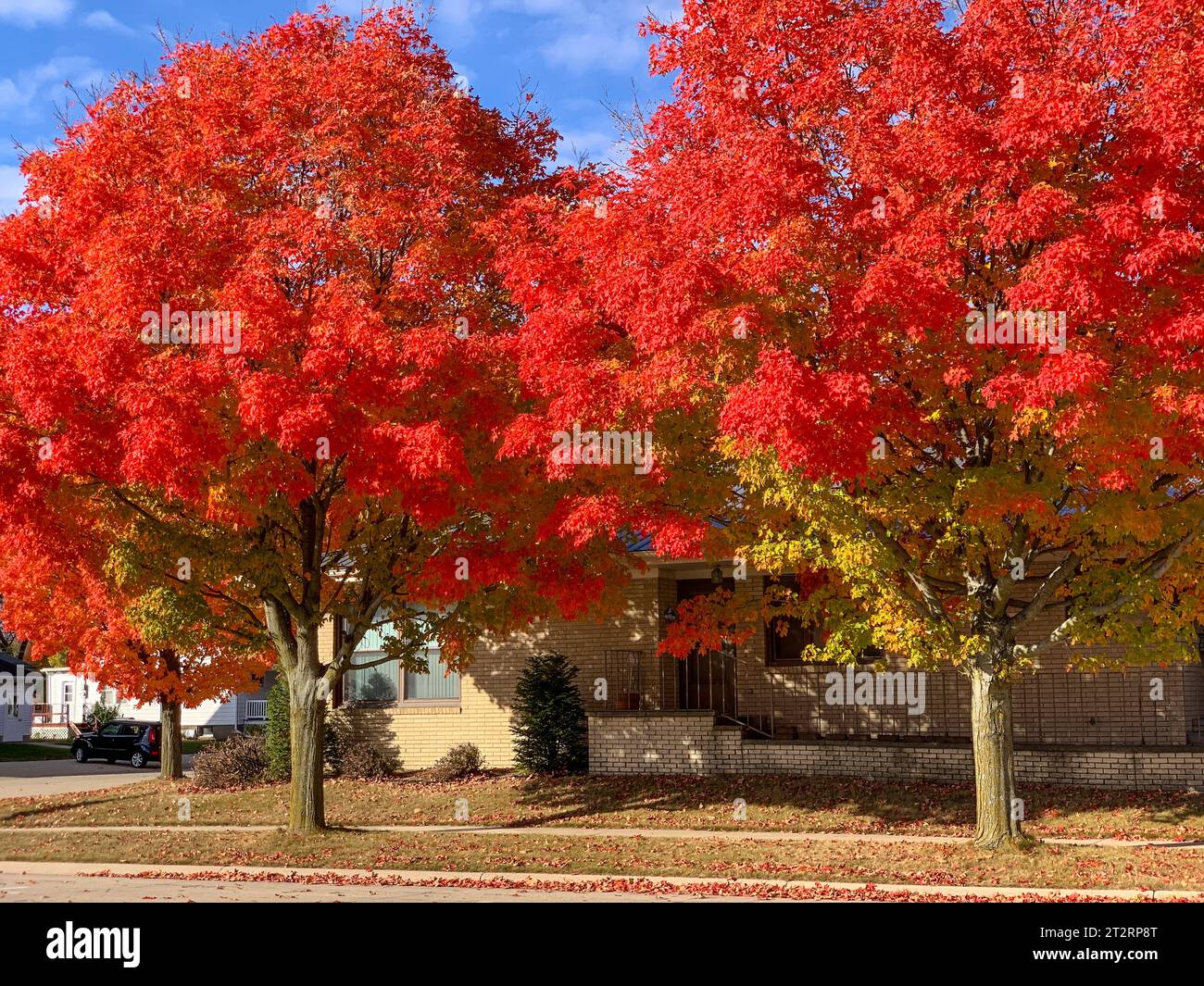Dyersville, Iowa, États-Unis. Couleur d'automne dans les arbres d'érable rouge. Banque D'Images