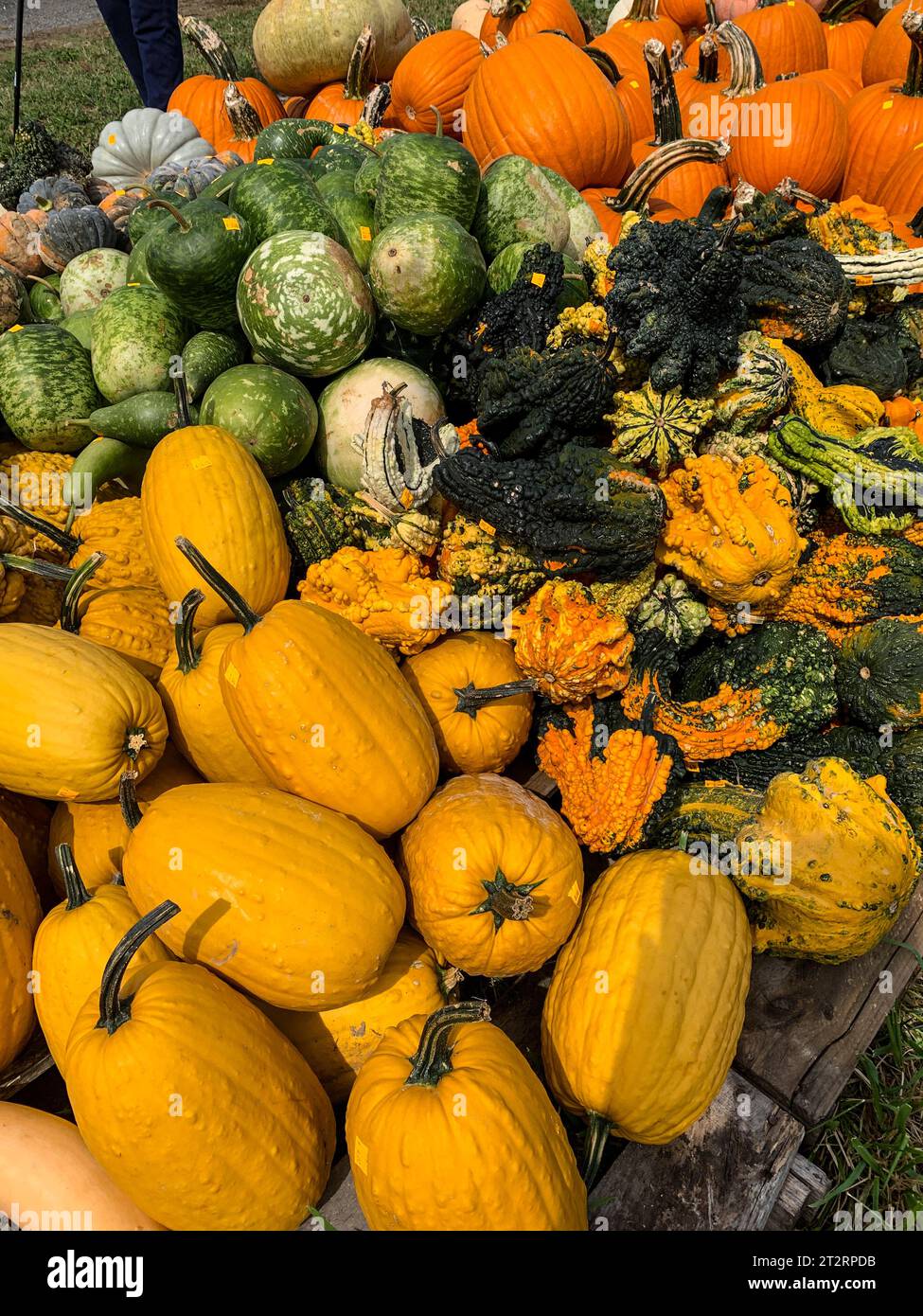 Gourdes, squash et citrouilles pour décorations d'Halloween, St. Comté de Mary's, Maryland, États-Unis. Banque D'Images