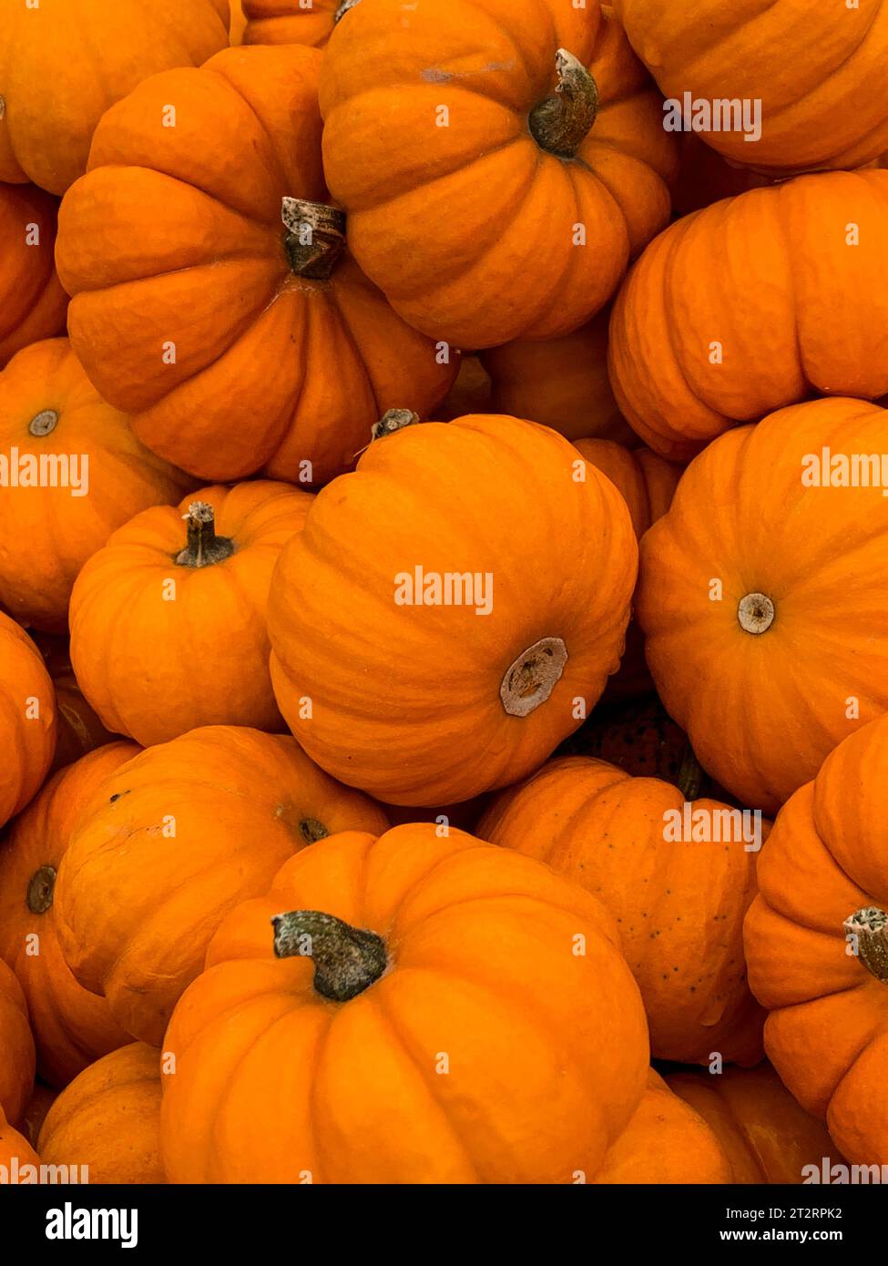 Citrouilles de spécialité pour la décoration. Banque D'Images