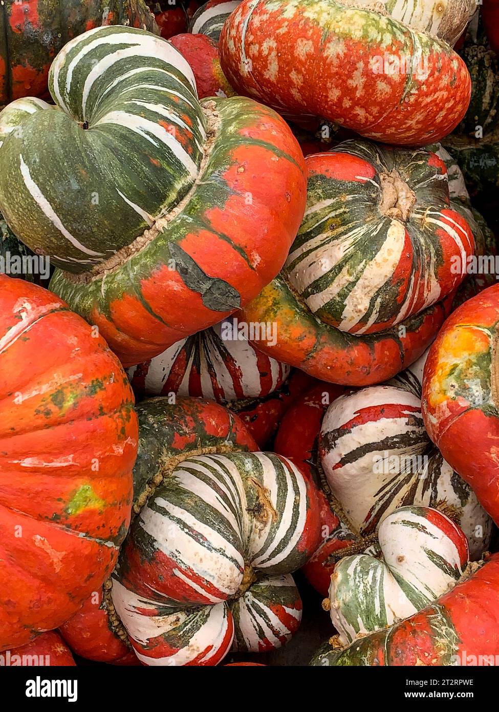 Turban squash, pour Halloween Décoration. Banque D'Images